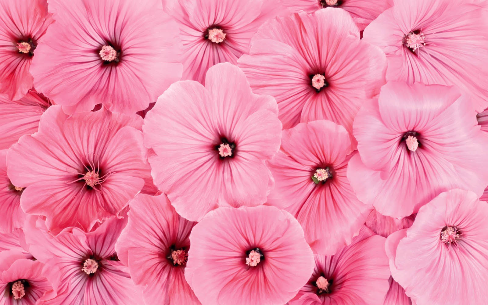Bunga Merah Muda (Pink) | Bunga Nusantara
